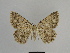  (Charissa bellieri - SE MNC Lep 00865)  @14 [ ] Copyright (2011) Sven Erlacher Museum of Natural History Chemnitz