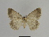  ( - SE MNC Lep 00865)  @14 [ ] Copyright (2011) Sven Erlacher Museum of Natural History Chemnitz