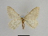  ( - SE MNC Lep 00866)  @11 [ ] Copyright (2011) Sven Erlacher Museum of Natural History Chemnitz