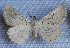  ( - SE MNC Lep 00870)  @13 [ ] Copyright (2011) Sven Erlacher Museum of Natural History Chemnitz
