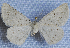  ( - SE MNC Lep 00871)  @13 [ ] Copyright (2011) Sven Erlacher Museum of Natural History Chemnitz