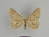  ( - SE MNC Lep 00872)  @14 [ ] Copyright (2011) Sven Erlacher Museum of Natural History Chemnitz