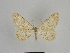  ( - SE MNC Lep 00873)  @13 [ ] Copyright (2011) Sven Erlacher Museum of Natural History Chemnitz