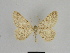  ( - SE MNC Lep 00874)  @14 [ ] Copyright (2011) Sven Erlacher Museum of Natural History Chemnitz