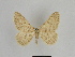  (Charissa rjabovi - SE MNC Lep 00875)  @14 [ ] Copyright (2011) Sven Erlacher Museum of Natural History Chemnitz