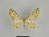  ( - SE MNC Lep 00876)  @13 [ ] Copyright (2011) Sven Erlacher Museum of Natural History Chemnitz