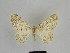  ( - SE MNC Lep 00877)  @13 [ ] Copyright (2011) Sven Erlacher Museum of Natural History Chemnitz