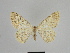  ( - SE MNC Lep 00878)  @13 [ ] Copyright (2011) Sven Erlacher Museum of Natural History Chemnitz