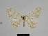  ( - SE MNC Lep 00879)  @13 [ ] Copyright (2011) Sven Erlacher Museum of Natural History Chemnitz