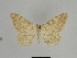  ( - SE MNC Lep 00884)  @11 [ ] Copyright (2011) Sven Erlacher Museum of Natural History Chemnitz