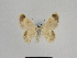  ( - SE MNC Lep 00885)  @12 [ ] Copyright (2011) Sven Erlacher Museum of Natural History Chemnitz
