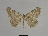  ( - SE MNC Lep 00886)  @13 [ ] Copyright (2011) Sven Erlacher Museum of Natural History Chemnitz