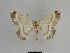  ( - SE MNC Lep 00886)  @12 [ ] Copyright (2011) Sven Erlacher Museum of Natural History Chemnitz