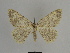  ( - SE MNC Lep 00887)  @11 [ ] Copyright (2011) Sven Erlacher Museum of Natural History Chemnitz