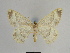  ( - SE MNC Lep 00887)  @11 [ ] Copyright (2011) Sven Erlacher Museum of Natural History Chemnitz