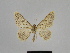  ( - SE MNC Lep 00888)  @11 [ ] Copyright (2011) Sven Erlacher Museum of Natural History Chemnitz