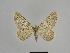  ( - SE MNC Lep 00890)  @13 [ ] Copyright (2011) Sven Erlacher Museum of Natural History Chemnitz