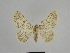  ( - SE MNC Lep 00892)  @13 [ ] Copyright (2011) Sven Erlacher Museum of Natural History Chemnitz