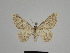  ( - SE MNC Lep 00893)  @12 [ ] Copyright (2011) Sven Erlacher Museum of Natural History Chemnitz