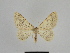  ( - SE MNC Lep 00895)  @12 [ ] Copyright (2011) Sven Erlacher Museum of Natural History Chemnitz