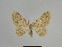  ( - SE MNC Lep 00896)  @13 [ ] Copyright (2011) Sven Erlacher Museum of Natural History Chemnitz