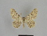  ( - SE MNC Lep 00900)  @11 [ ] Copyright (2011) Sven Erlacher Museum of Natural History Chemnitz