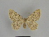  ( - SE MNC Lep 00901)  @13 [ ] Copyright (2011) Sven Erlacher Museum of Natural History Chemnitz