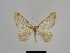  ( - SE MNC Lep 00902)  @14 [ ] Copyright (2011) Sven Erlacher Museum of Natural History Chemnitz