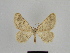  ( - SE MNC Lep 00904)  @13 [ ] Copyright (2011) Sven Erlacher Museum of Natural History Chemnitz