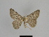  ( - SE MNC Lep 00912)  @13 [ ] Copyright (2011) Sven Erlacher Museum of Natural History Chemnitz