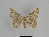  ( - SE MNC Lep 00913)  @13 [ ] Copyright (2011) Sven Erlacher Museum of Natural History Chemnitz