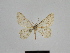  (Gnophos BOLD:ACF5582 - SE MNC Lep 00915)  @13 [ ] Copyright (2011) Sven Erlacher Museum of Natural History Chemnitz