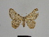  ( - SE MNC Lep 00921)  @12 [ ] Copyright (2011) Sven Erlacher Museum of Natural History Chemnitz