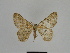  ( - SE MNC Lep 00922)  @12 [ ] Copyright (2011) Sven Erlacher Museum of Natural History Chemnitz