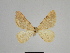  ( - SE MNC Lep 00926)  @13 [ ] Copyright (2011) Sven Erlacher Museum of Natural History Chemnitz