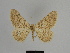  (Charissa ali - SE MNC Lep 00928)  @14 [ ] Copyright (2011) Sven Erlacher Museum of Natural History Chemnitz