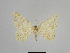  (Gnophos ali - SE MNC Lep 00929)  @11 [ ] Copyright (2011) Sven Erlacher Museum of Natural History Chemnitz