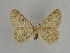 ( - SE MNC Lep 00932)  @13 [ ] Copyright (2011) Sven Erlacher Museum of Natural History Chemnitz
