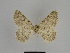  ( - SE MNC Lep 00938)  @11 [ ] Copyright (2011) Sven Erlacher Museum of Natural History Chemnitz