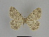  ( - SE MNC Lep 00939)  @12 [ ] Copyright (2011) Sven Erlacher Museum of Natural History Chemnitz