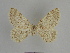  ( - SE MNC Lep 00940)  @13 [ ] Copyright (2011) Sven Erlacher Museum of Natural History Chemnitz