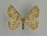  ( - SE MNC Lep 00944)  @11 [ ] Copyright (2011) Sven Erlacher Museum of Natural History Chemnitz