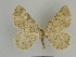  ( - SE MNC Lep 00945)  @11 [ ] Copyright (2011) Sven Erlacher Museum of Natural History Chemnitz