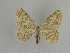  ( - SE MNC Lep 00946)  @11 [ ] Copyright (2011) Sven Erlacher Museum of Natural History Chemnitz