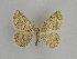  ( - SE MNC Lep 00947)  @11 [ ] Copyright (2011) Sven Erlacher Museum of Natural History Chemnitz