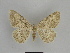  ( - SE MNC Lep 00948)  @11 [ ] Copyright (2011) Sven Erlacher Museum of Natural History Chemnitz
