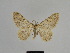  ( - SE MNC Lep 00951)  @12 [ ] Copyright (2011) Sven Erlacher Museum of Natural History Chemnitz