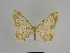  (Gnophos anthina - SE MNC Lep 00962)  @15 [ ] Copyright (2011) Sven Erlacher Museum of Natural History Chemnitz