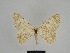  ( - SE MNC Lep 00963)  @11 [ ] Copyright (2011) Sven Erlacher Museum of Natural History Chemnitz