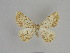  ( - SE MNC Lep 00964)  @11 [ ] Copyright (2011) Sven Erlacher Museum of Natural History Chemnitz
